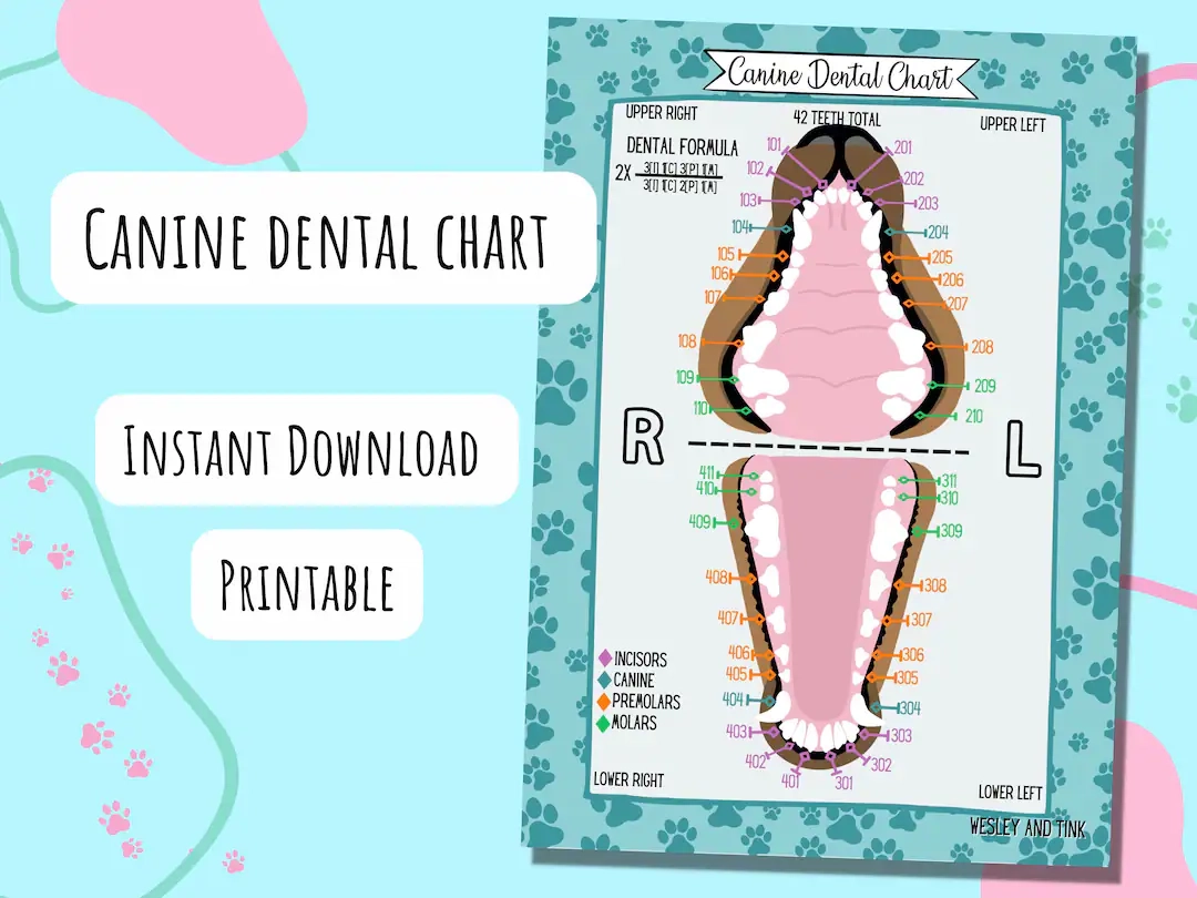 Canine Dental Chart DIGITALER DOWNLOAD Printable Poster